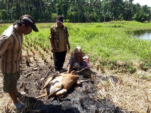3 Ekor Sapi di Polewali Mandar Mati Diserang Anjing Piaraan Warga