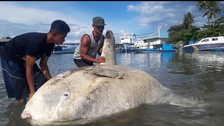 Bangkai Ikan Sunfish Ditemukan Keluarkan Minyak di Teluk Ambon Bangkai Ikan Sunfish Ditemukan Keluarkan Minyak di Teluk Ambon