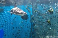 Besok, Menteri Susi Buka Banyuwangi Underwater Festival