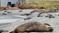 Namanya Pulau Georgia Selatan milik Inggris. Jarak terdekat dari daratan Argentina selatan adalah 1.400 KM. Di sini ada kamp perburuan paus (Shafik Meghji/BBC Travel)