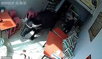 Bukan Manusia, Restoran dan Supermarket Ini Justru Dikunjungi Hewan