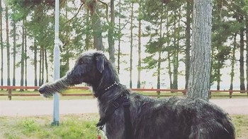 Nah kalau ini hidungnya jadi lebih panjang mirip ikan aligator. Foto: sadanduseles