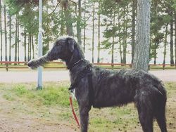 Foto Panorama Gagal Bikin Hewan Terlihat Lucu