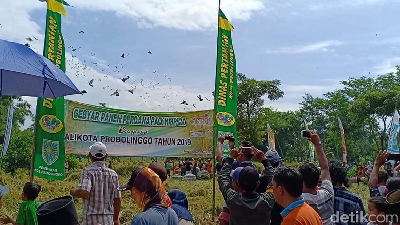 Tottaan, Tradisi Lepas Merpati Sebagai Syukur Panen Padi di Probolinggo Tottaan, Tradisi Lepas Merpati Sebagai Syukur Panen Padi di Probolinggo