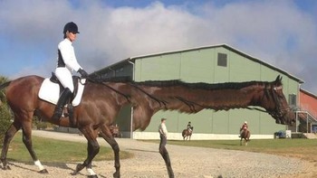 Leher kudanya jadi panjang. Foto: sadanduseles