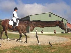 Foto Panorama Gagal Bikin Hewan Terlihat Lucu