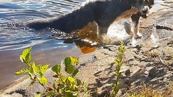 Badan atau buntutnya anjing yang panjang? Foto: sadanduseles