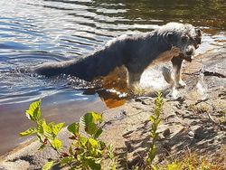 Foto Panorama Gagal Bikin Hewan Terlihat Lucu