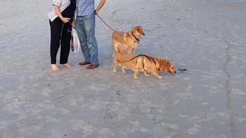 Sang anjing jadi berkaki enam. Foto: sadanduseles