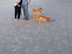 Foto Panorama Gagal Bikin Hewan Terlihat Lucu