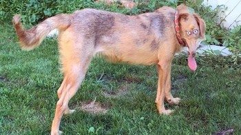 Ukuran kepalanya menjadi menciut. Foto: sadanduseles