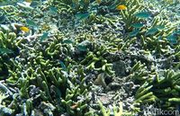 Besok, Menteri Susi Buka Banyuwangi Underwater Festival