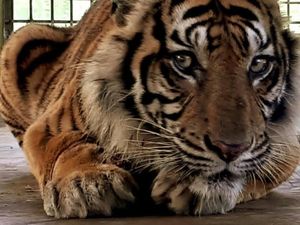 Perjalanan Panjang Harimau Bonita Hingga Balik ke Rimba