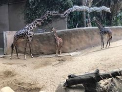 Foto Panorama Gagal Bikin Hewan Terlihat Lucu