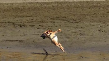 Itu bukan tampilan sebenarnya sang anjing. Foto: sadanduseles