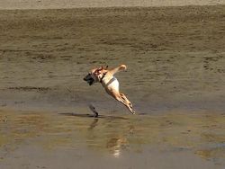 Foto Panorama Gagal Bikin Hewan Terlihat Lucu