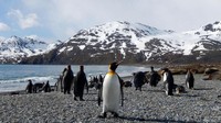 Anjing laut berbulu yang dilindungi, penguin berjalan melewati gudang-gudang yang hancur dan burung-burung skuas menempati kembali sungai yang pernah dialiri darah puluhan ribu ikan paus (Shafik Meghji/BBC Travel)
