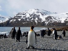 Ilmuwan Takjub Penguin Bisa Lemparkan Bom Tinja Hingga Jauh