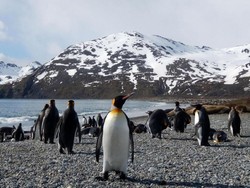 Ilmuwan Takjub Penguin Bisa Lemparkan Bom Tinja Hingga Jauh
