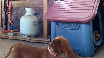 Kok punya belalai? Foto: sadanduseles