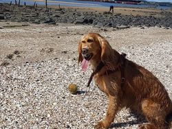 Foto Panorama Gagal Bikin Hewan Terlihat Lucu