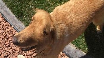 Mirip di animasi UP tidak? Foto: sadanduseles