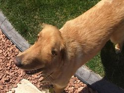 Foto Panorama Gagal Bikin Hewan Terlihat Lucu