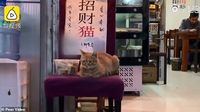 Bukan Manusia, Restoran dan Supermarket Ini Justru Dikunjungi Hewan