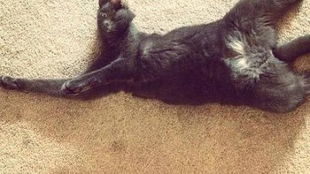 Kepala kucingnya menciut. Foto: sadanduseles