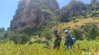 Mejelang menuju puncak, mata juga disajikan hamparan ilalang yang cantik. (Charolin Pebrianti/detikcom)