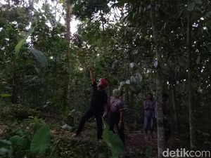 Petani Durian di Banyuwangi Tewas Tertimpa Buah yang Ditanamnya