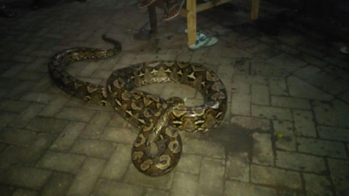 Ular Sanca Bikin Kaget Warga di Makassar