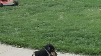 Si anjing jadi punya dua kaki. Foto: sadanduseles