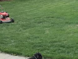 Foto Panorama Gagal Bikin Hewan Terlihat Lucu