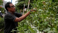 Di lokasi taman juga ditaman sayuran hijau seperti kangkung.