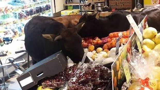 Bukan Manusia Saja, Restoran dan Supermarket Ini Juga Dikunjungi Hewan
