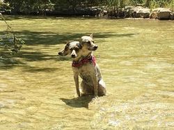 Foto Panorama Gagal Bikin Hewan Terlihat Lucu