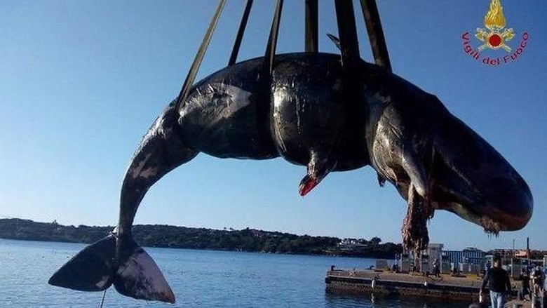 Parah! 22 Kg Plastik Ditemukan di Perut Paus Hamil di Italia Parah! 22 Kg Plastik Ditemukan di Perut Paus Hamil di Italia