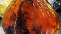 Bawa minuman beralkohol ke atas kapal mungkin sudah biasa, tapi kalau isinya kalajengking... (@tsa/Instagram)
