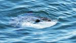 Foto: Ikan Mola-mola yang Ajaib