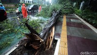 Pohon tersebut jatuh ke trotoar.
