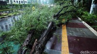 Pohon tumbang akibat hujan deras disertai angin kencang.