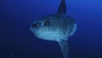 Foto: Ikan Mola-mola yang Ajaib