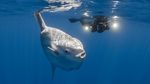 Foto: Ikan Mola-mola yang Ajaib