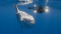 Sunfish alias ikan mola-mola begitu unik dengan bentuk badannya yang bulat pipih, bersirip menjulang ke atas dan ke bawah. Agak berbeda dengan ikan pada umumnya (iStock)