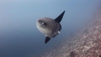Ikan ini gemar mencari sinar matahari. Setelah lama menyelam, mola-mola akan berenang mendekati permukaan laut untuk berjemur sejenak (iStock)