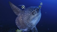 Mola-mola pun termasuk ikan bertulang terberat di dunia! (iStock)