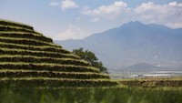 Permukaannya ditumbuhi lumut dan rumput liar (iStock)