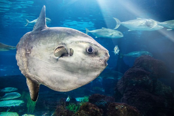 Ukuran ikan ini sebenarnya begitu besar dengan diameter yang bisa mencapai 3-4 meter. Matanya besar dan jenaka, dengan gerakan tubuh yang lamban. Beratnya pun tak tanggung-tanggung, dapat menyentuh angka 1.000 kg (iStock) Ukuran ikan ini sebenarnya begitu besar dengan diameter yang bisa mencapai 3-4 meter. Matanya besar dan jenaka, dengan gerakan tubuh yang lamban. Beratnya pun tak tanggung-tanggung, dapat menyentuh angka 1.000 kg (iStock)