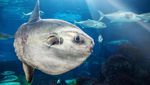 Foto: Ikan Mola-mola yang Ajaib